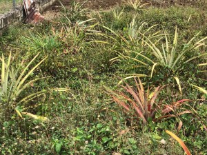 pineapple plants 